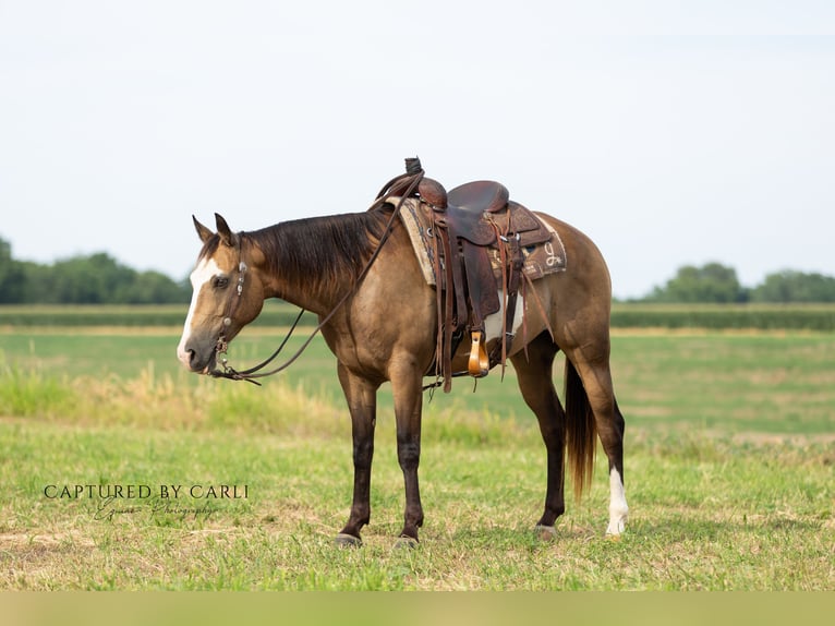 American Quarter Horse Ruin 7 Jaar 150 cm Gevlekt-paard in Lewistown