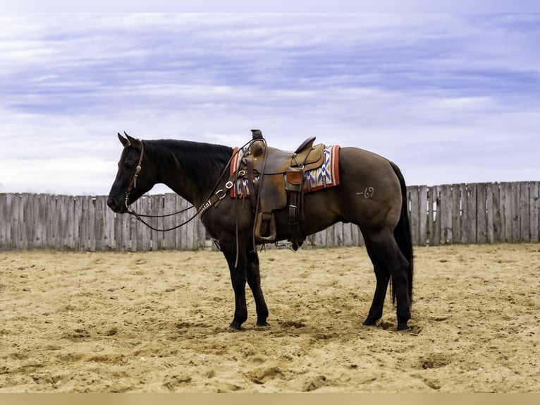 American Quarter Horse Ruin 7 Jaar 150 cm Grullo in Nevis, MN