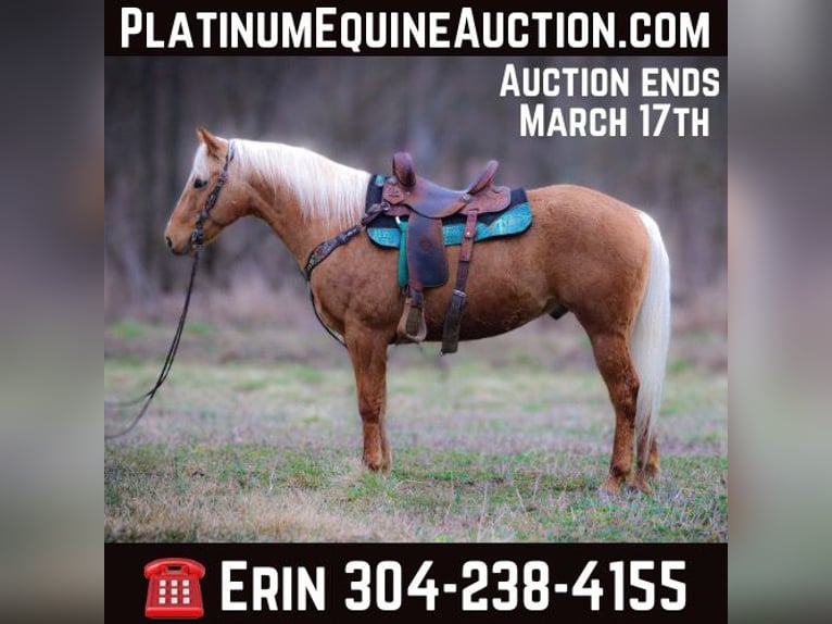 American Quarter Horse Ruin 7 Jaar 150 cm Palomino in Flemingsburg Ky