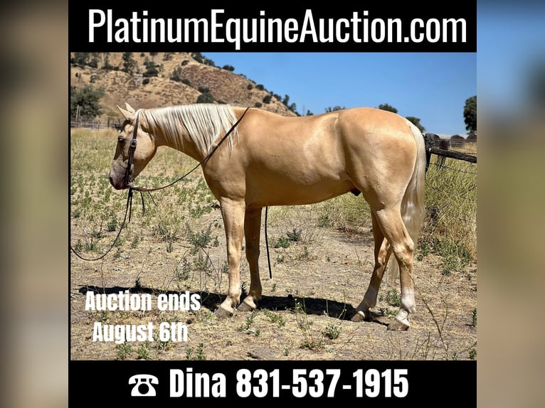 American Quarter Horse Ruin 7 Jaar 150 cm Palomino in Paso Robles CA