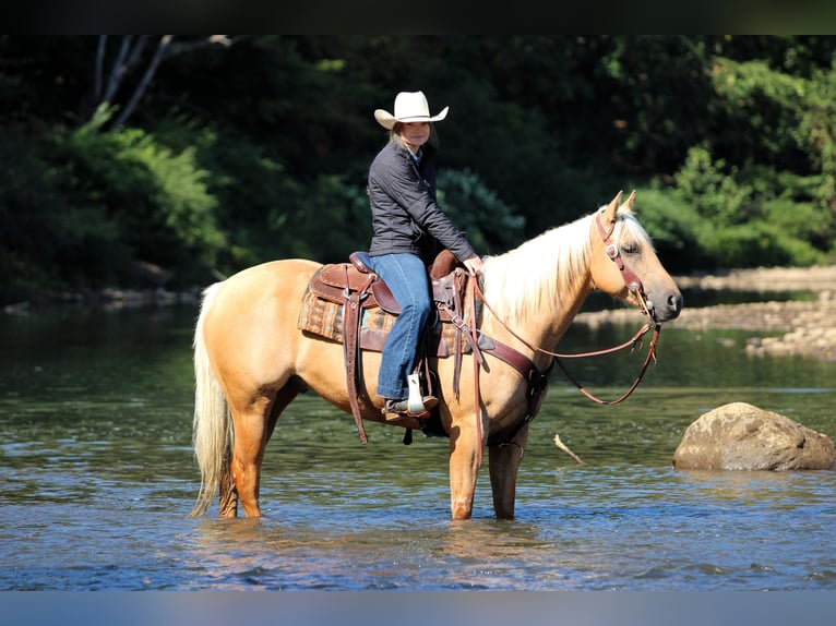 American Quarter Horse Ruin 7 Jaar 150 cm Palomino in Clarion