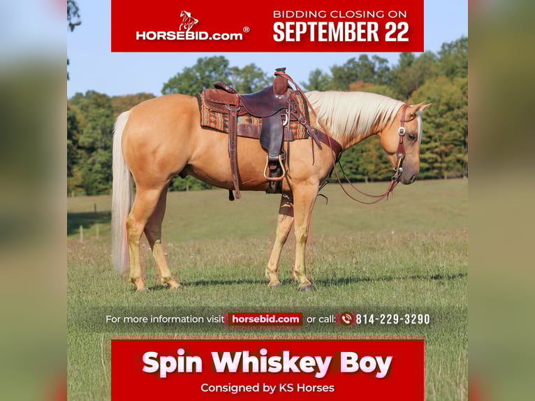 American Quarter Horse Ruin 7 Jaar 150 cm Palomino in Clarion