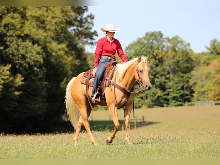 American Quarter Horse Ruin 7 Jaar 150 cm Palomino in Clarion