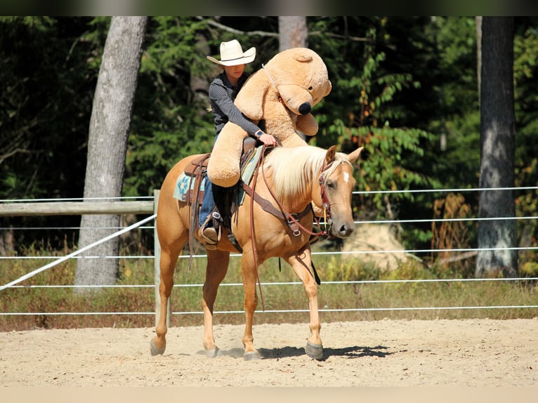 American Quarter Horse Ruin 7 Jaar 150 cm Palomino in Clarion