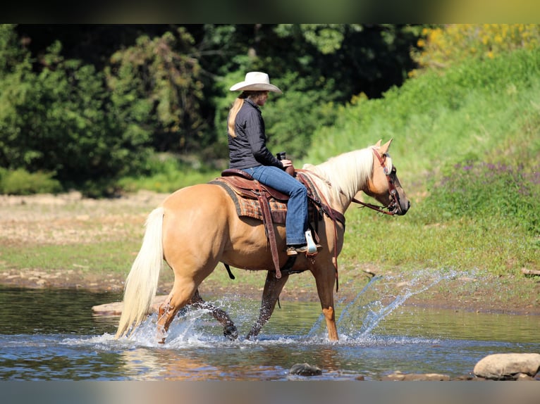 American Quarter Horse Ruin 7 Jaar 150 cm Palomino in Clarion