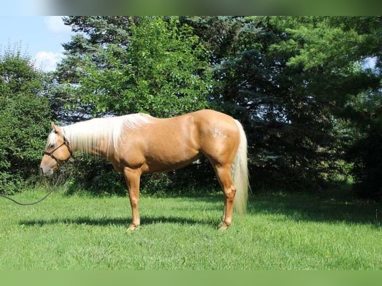 American Quarter Horse Ruin 7 Jaar 150 cm Palomino in Winchester, OH