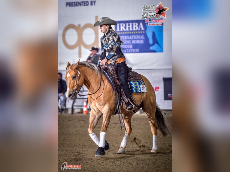 American Quarter Horse Ruin 7 Jaar 150 cm Palomino in Neumarkt