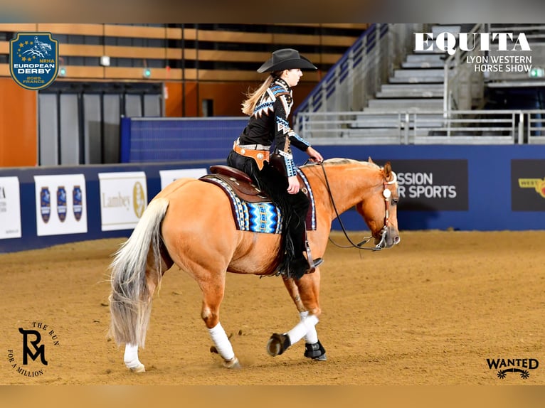 American Quarter Horse Ruin 7 Jaar 150 cm Palomino in Neumarkt