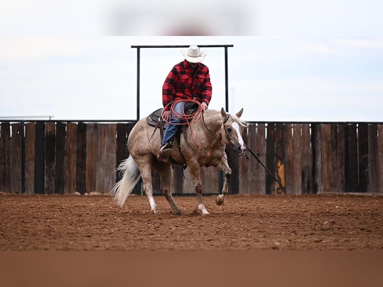 American Quarter Horse Ruin 7 Jaar 150 cm Palomino in Waco, TX