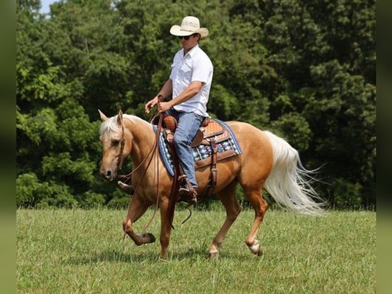 American Quarter Horse Ruin 7 Jaar 150 cm Palomino in Mount Vernon, KY