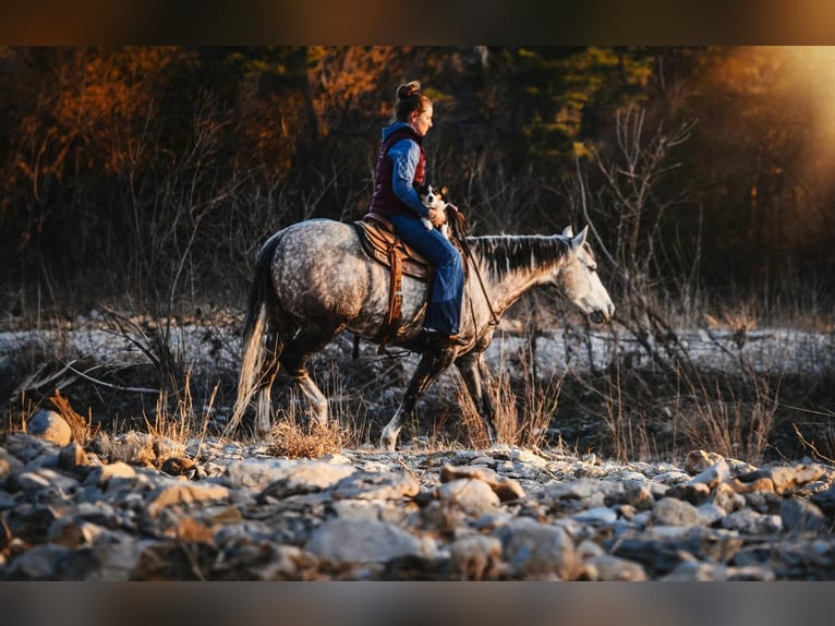American Quarter Horse Ruin 7 Jaar 150 cm in Amarillo, TX