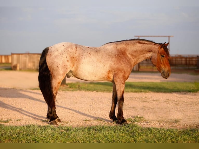 American Quarter Horse Ruin 7 Jaar 150 cm Roan-Bay in Amarillo TX