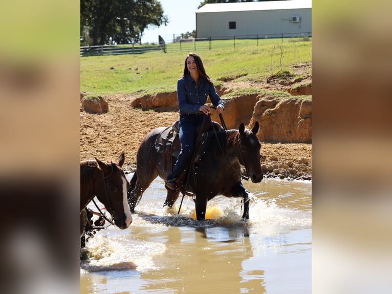 American Quarter Horse Ruin 7 Jaar 150 cm Roan-Bay in jOSHUA tx