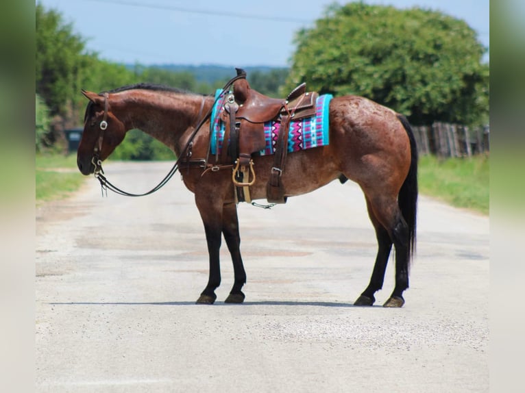 American Quarter Horse Ruin 7 Jaar 150 cm Roan-Bay in Stephenville tX