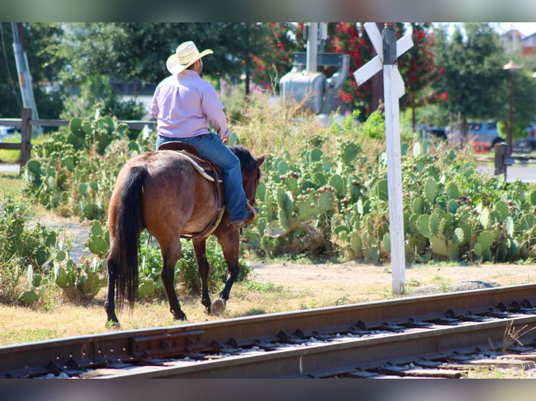 American Quarter Horse Ruin 7 Jaar 150 cm Roan-Bay in Stephenville tX