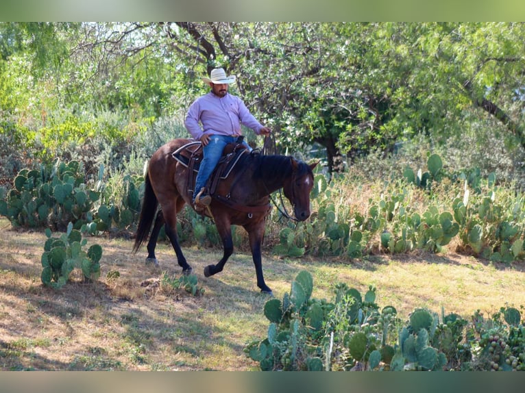 American Quarter Horse Ruin 7 Jaar 150 cm Roan-Bay in Stephenville tX