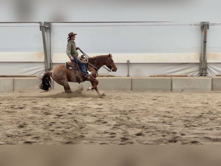 American Quarter Horse Ruin 7 Jaar 150 cm Roan-Red in Saint Anthony