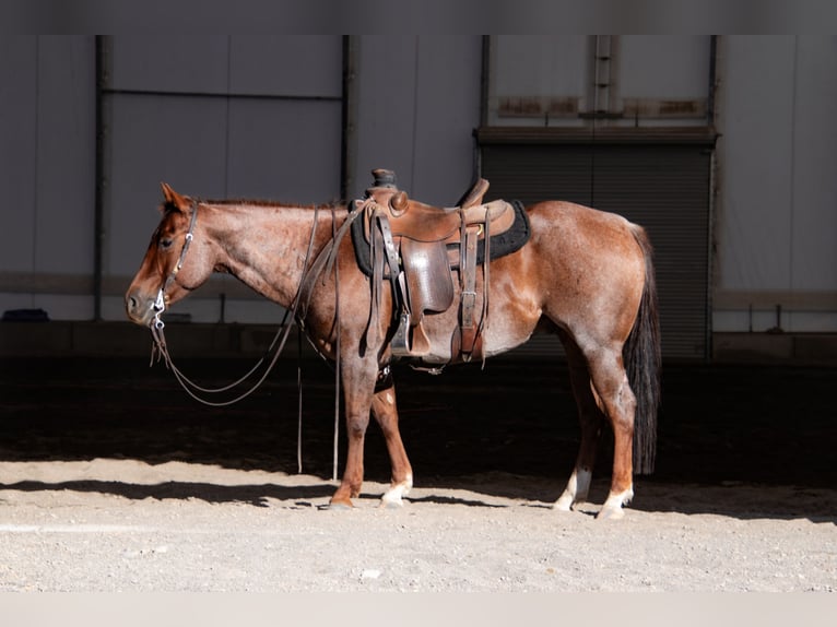 American Quarter Horse Ruin 7 Jaar 150 cm Roan-Red in Saint Anthony