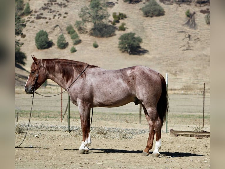 American Quarter Horse Ruin 7 Jaar 150 cm Roan-Red in Paicines CA