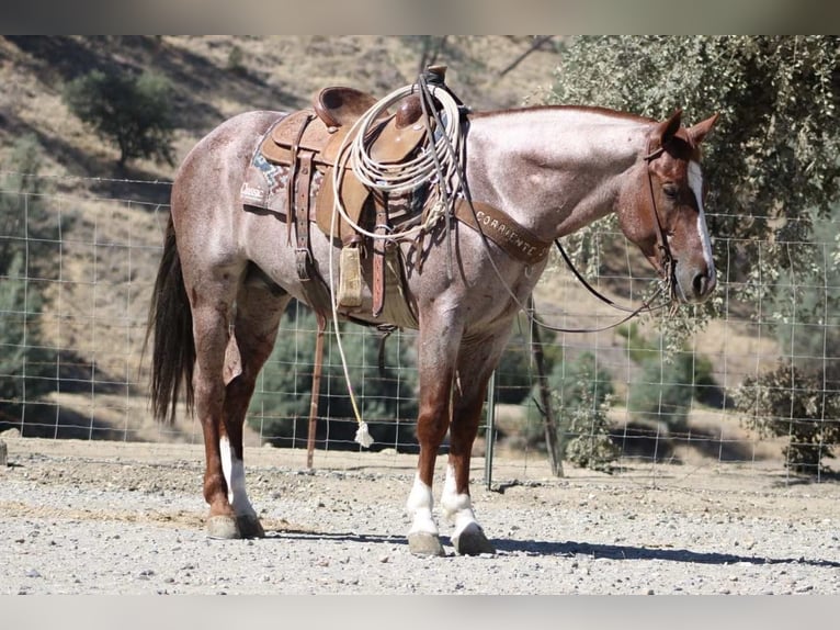 American Quarter Horse Ruin 7 Jaar 150 cm Roan-Red in Paicines CA