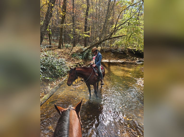American Quarter Horse Ruin 7 Jaar 150 cm Roodbruin in King, NC