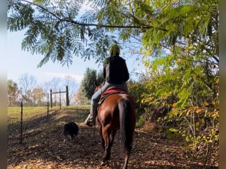 American Quarter Horse Ruin 7 Jaar 150 cm Roodbruin in King, NC
