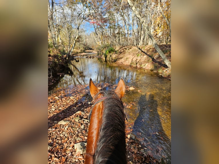 American Quarter Horse Ruin 7 Jaar 150 cm Roodbruin in King, NC