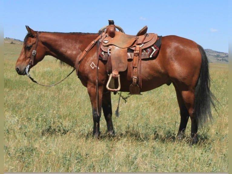 American Quarter Horse Ruin 7 Jaar 150 cm Roodbruin in King, NC