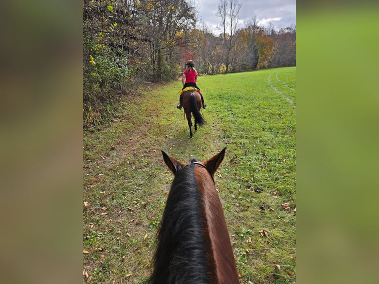 American Quarter Horse Ruin 7 Jaar 150 cm Roodbruin in King, NC