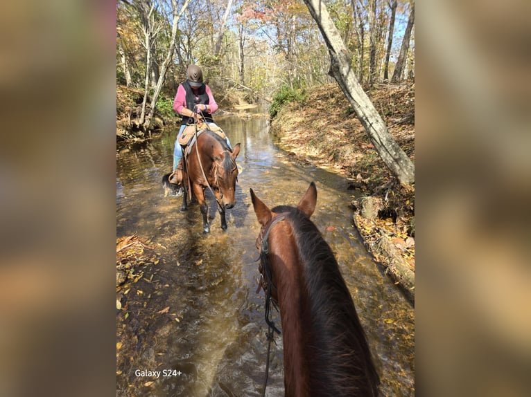 American Quarter Horse Ruin 7 Jaar 150 cm Roodbruin in King, NC