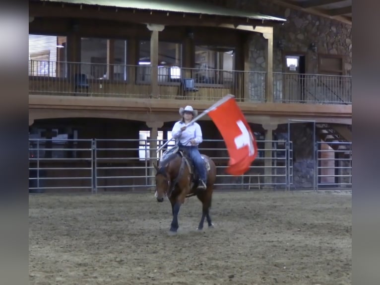 American Quarter Horse Ruin 7 Jaar 150 cm Roodbruin in King, NC