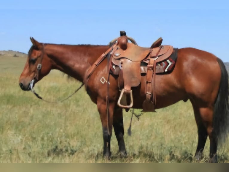 American Quarter Horse Ruin 7 Jaar 150 cm Roodbruin in King, NC