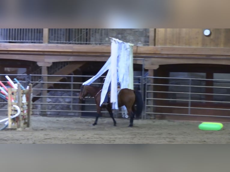 American Quarter Horse Ruin 7 Jaar 150 cm Roodbruin in King, NC