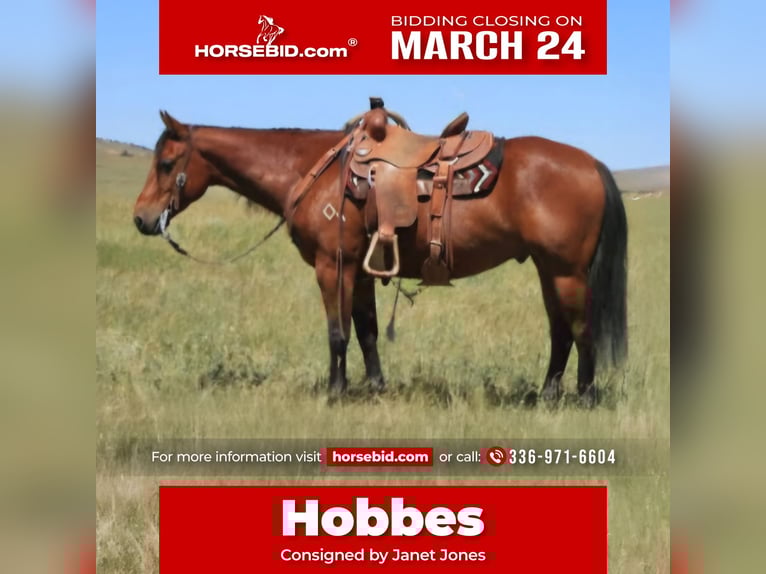 American Quarter Horse Ruin 7 Jaar 150 cm Roodbruin in King, NC