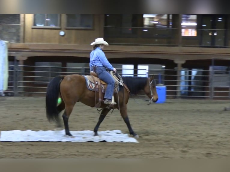 American Quarter Horse Ruin 7 Jaar 150 cm Roodbruin in King, NC
