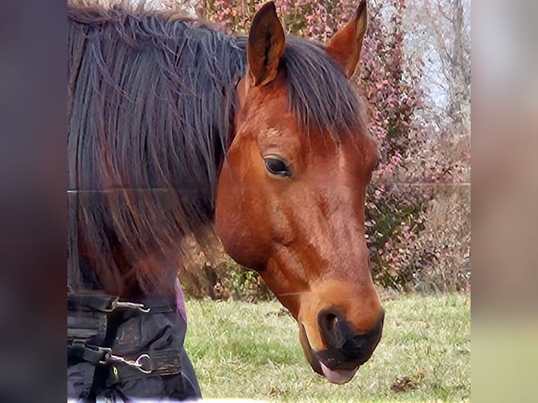 American Quarter Horse Ruin 7 Jaar 150 cm Roodbruin in King, NC