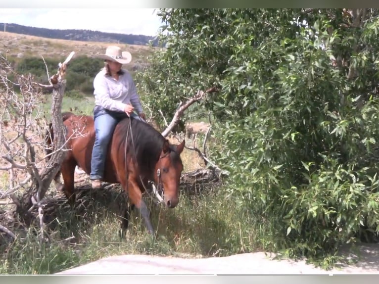 American Quarter Horse Ruin 7 Jaar 150 cm Roodbruin in King, NC