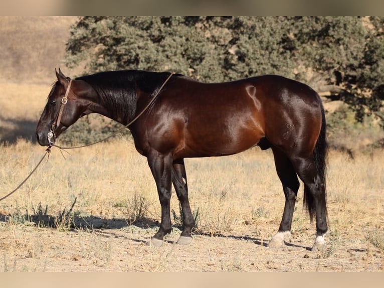 American Quarter Horse Ruin 7 Jaar 150 cm Roodbruin in paicines CA