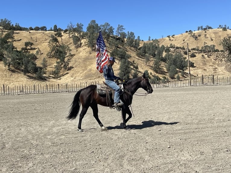 American Quarter Horse Ruin 7 Jaar 150 cm Roodbruin in paicines CA