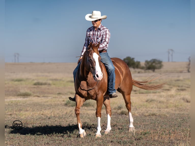 American Quarter Horse Ruin 7 Jaar 150 cm Roodvos in Canyon