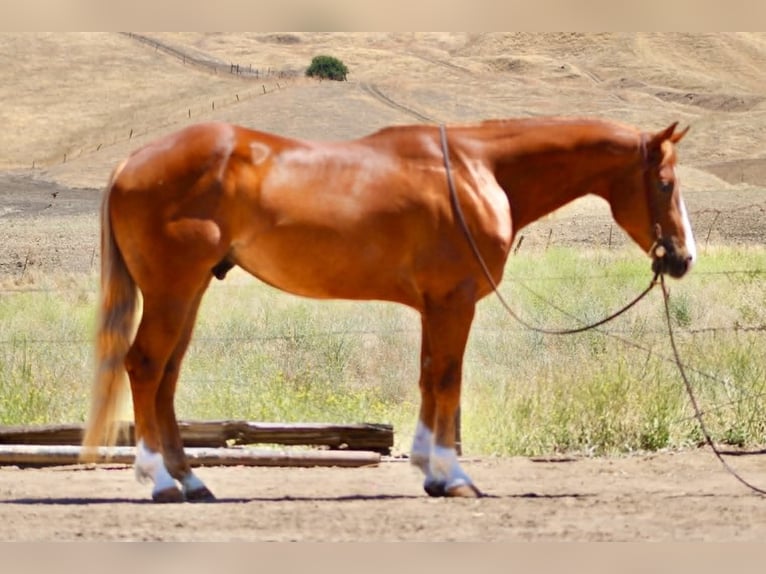 American Quarter Horse Ruin 7 Jaar 150 cm Roodvos in Tres Pinos