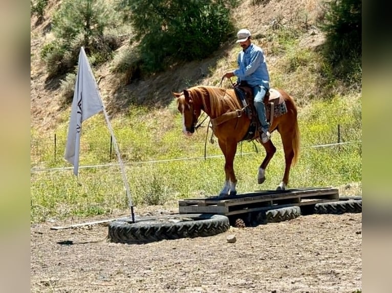 American Quarter Horse Ruin 7 Jaar 150 cm Roodvos in Tres Pinos