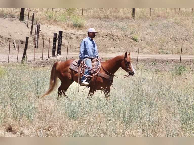 American Quarter Horse Ruin 7 Jaar 150 cm Roodvos in Tres Pinos