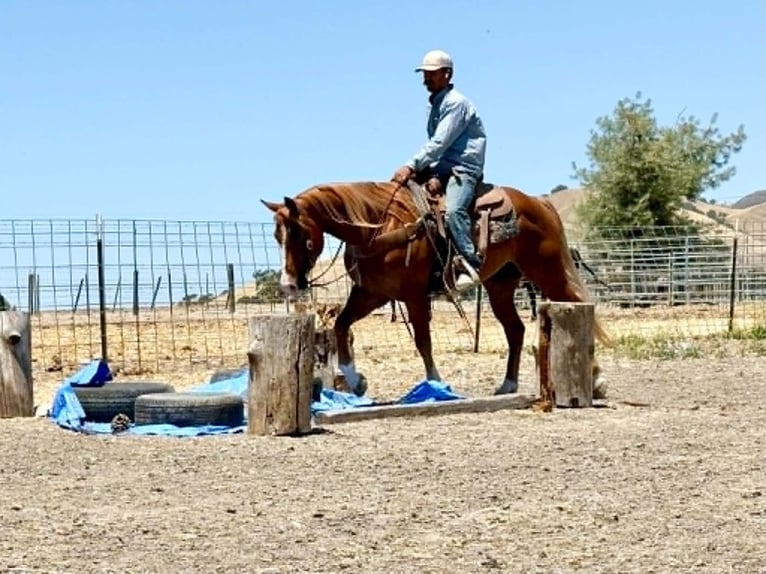 American Quarter Horse Ruin 7 Jaar 150 cm Roodvos in Tres Pinos