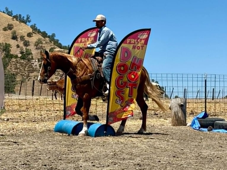 American Quarter Horse Ruin 7 Jaar 150 cm Roodvos in Tres Pinos