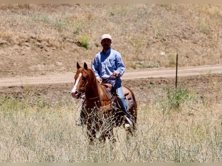 American Quarter Horse Ruin 7 Jaar 150 cm Roodvos in Tres Pinos