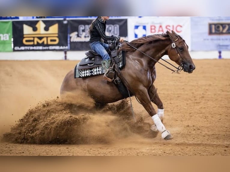 American Quarter Horse Ruin 7 Jaar 150 cm Roodvos in Miami