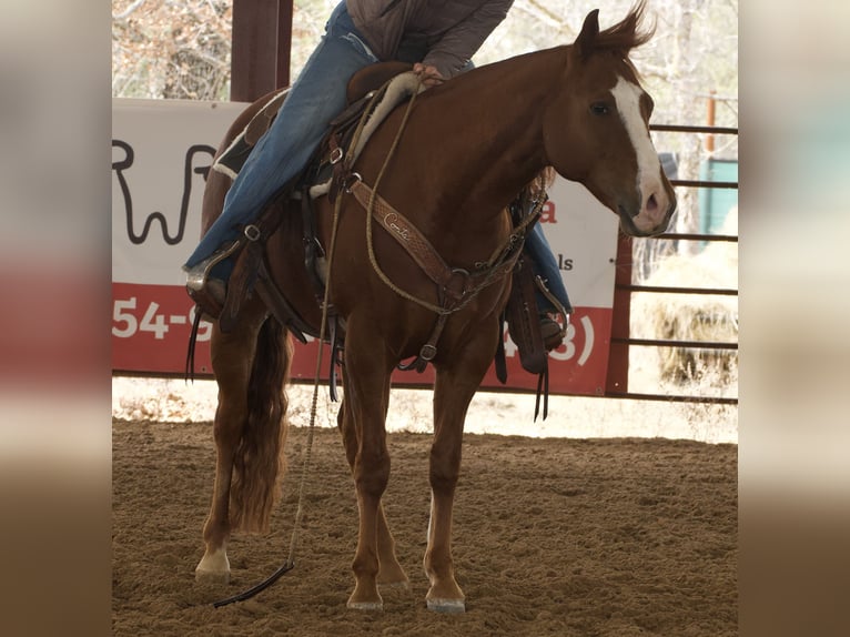 American Quarter Horse Ruin 7 Jaar 150 cm Roodvos in Cisco, TX