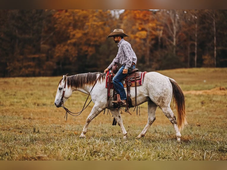 American Quarter Horse Ruin 7 Jaar 150 cm Schimmel in Lyles