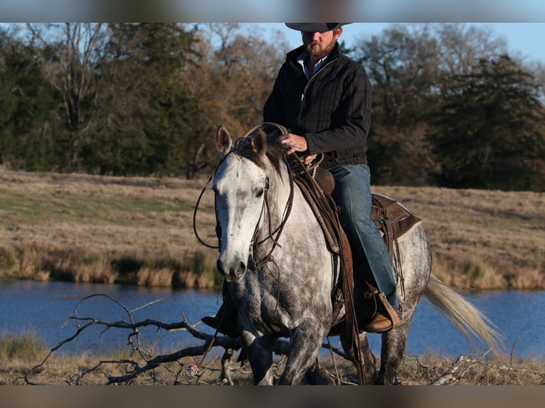 American Quarter Horse Ruin 7 Jaar 150 cm Schimmel in Carthage, TX